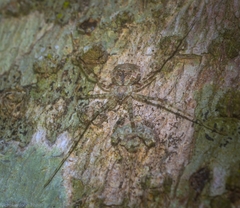 Tamopsis tweedensis