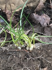 Zephyranthes candida