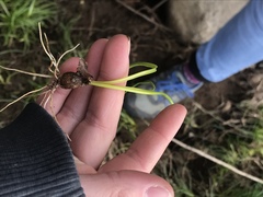 Zephyranthes candida