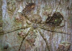 Tamopsis tweedensis