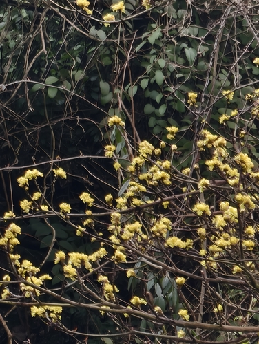 Chinese Sassafras