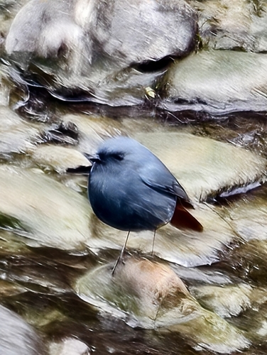 Plumbeous Water Redstart