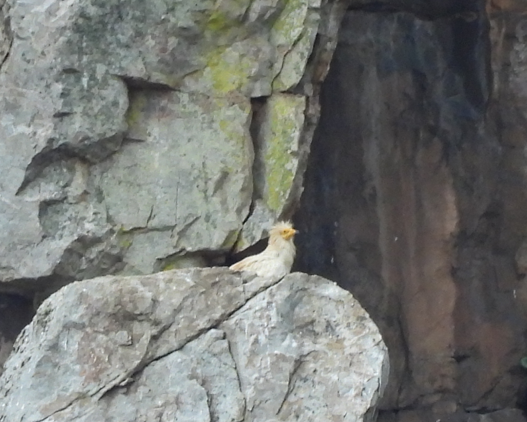 Egyptian Vulture (Neophron percnopterus), photo 9