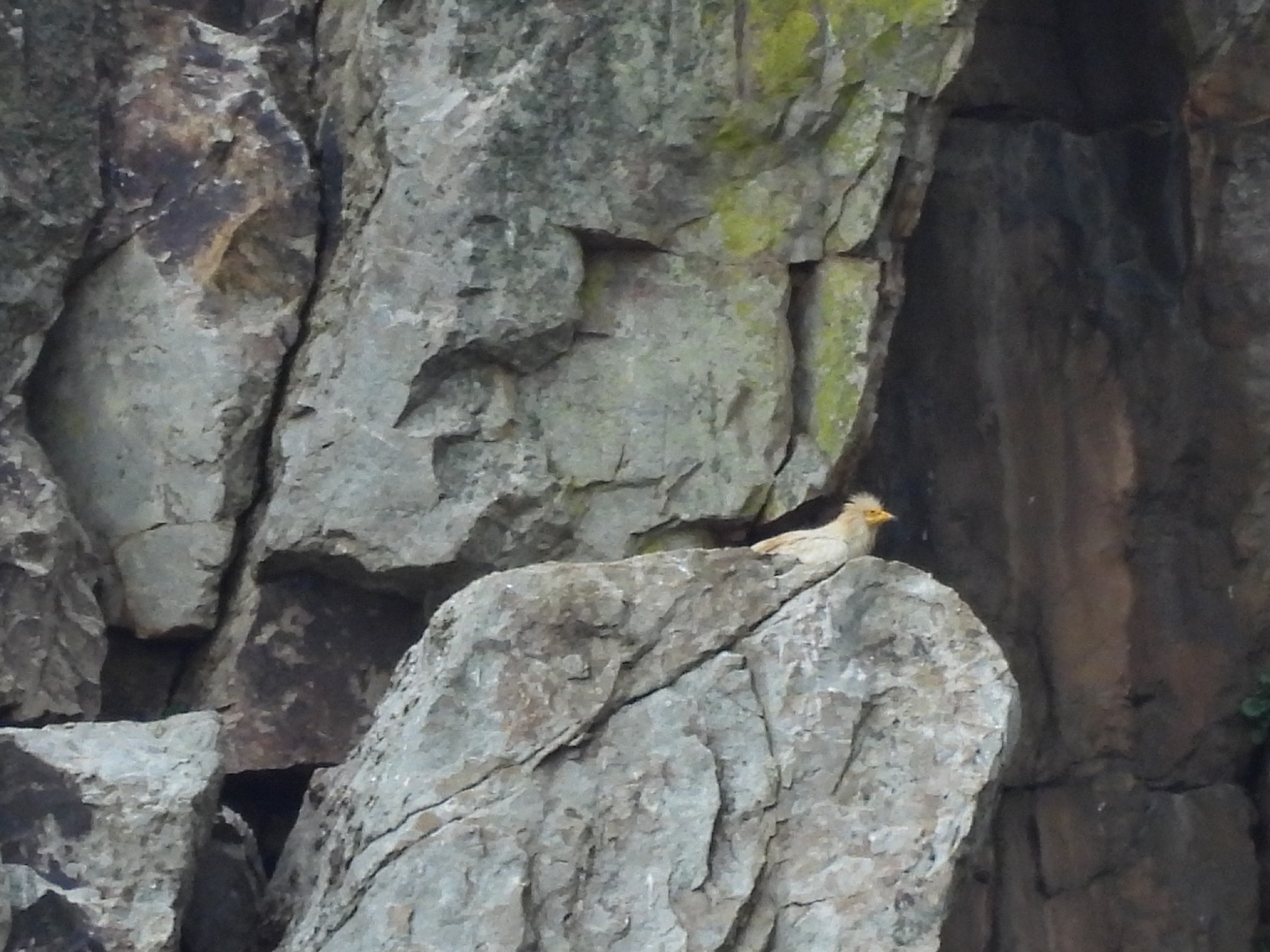 Egyptian Vulture (Neophron percnopterus), photo 10