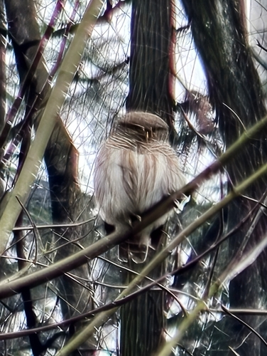 Asian Barred Owlet