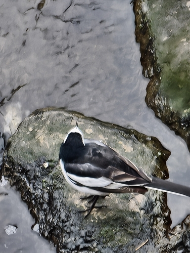 White Wagtail