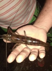 Macrobrachium americanum