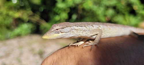 Brazilian Monkey Lizard