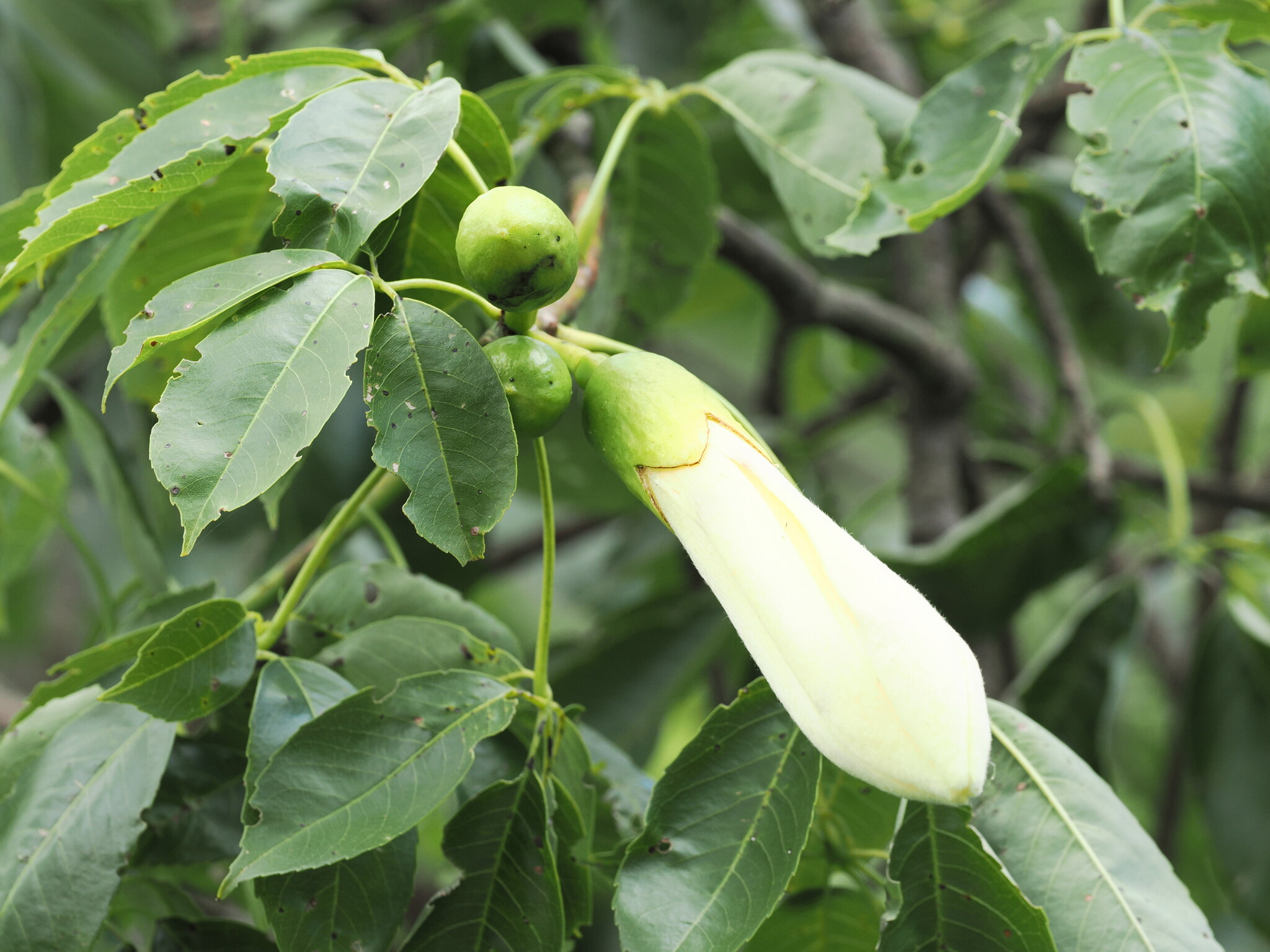 Ceiba guarani Catari, Drawert & A.A.Angulo