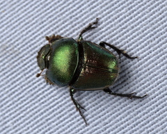 Phalops flavocinctus