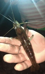 Macrobrachium americanum