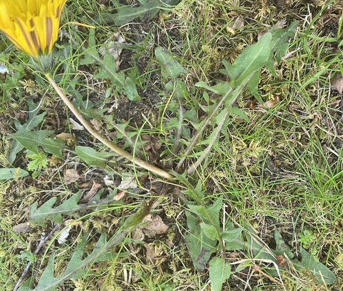 Landmark dandelion (Taraxacum landmarkii)