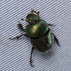 Phalops flavocinctus
