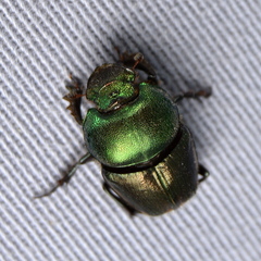 Phalops flavocinctus