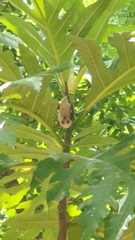 Little Golden-Mantled Flying Fox photo 2