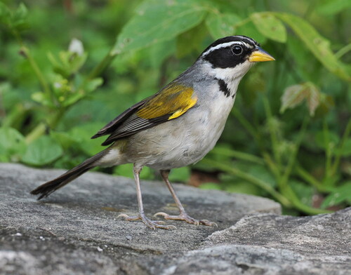 Moss-backed Sparrow (Arremon dorbignii), photo 10