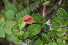 Exobasidium ferrugineae