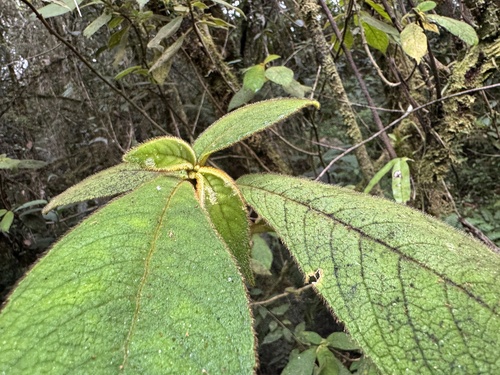 Cyrtandra aundensis