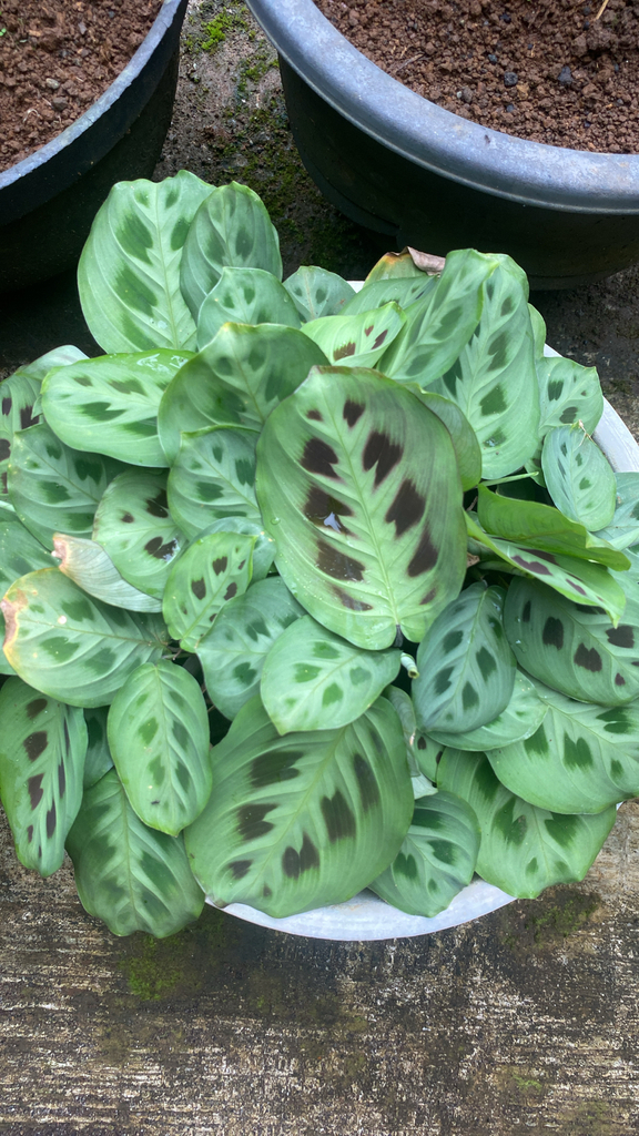Tanaman doa (Maranta leuconeura)