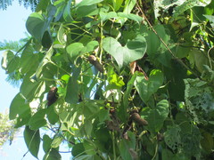 Dioscorea alata