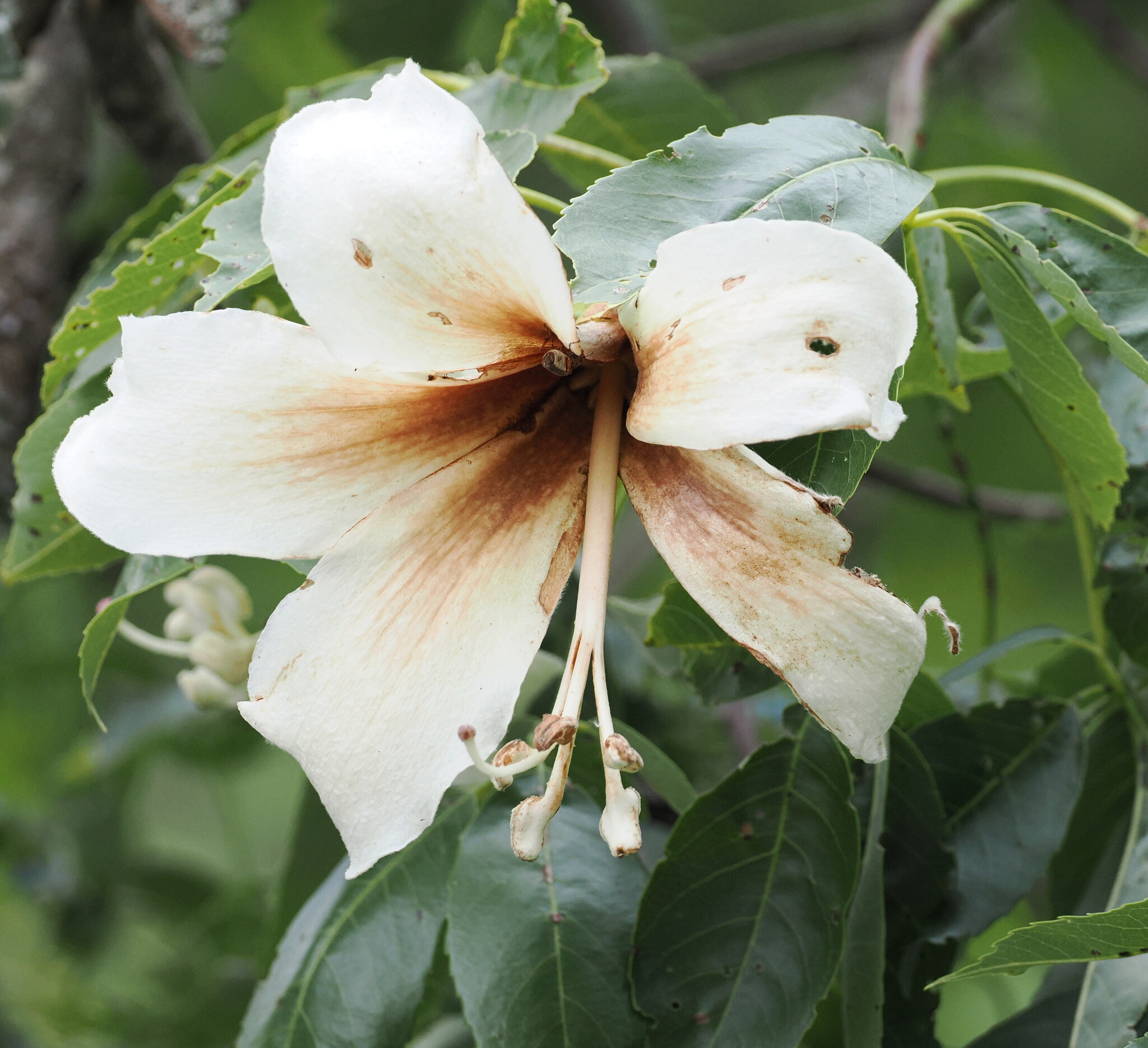 Ceiba guarani Catari, Drawert & A.A.Angulo 2