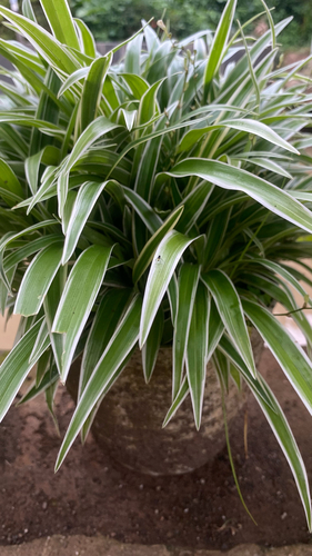 Chlorophytum laxum