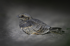Rufous-Cheeked Nightjar photo 2