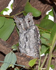 Otus senegalensis