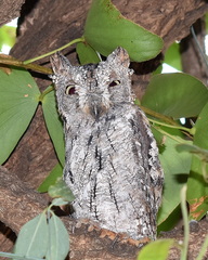 Otus senegalensis