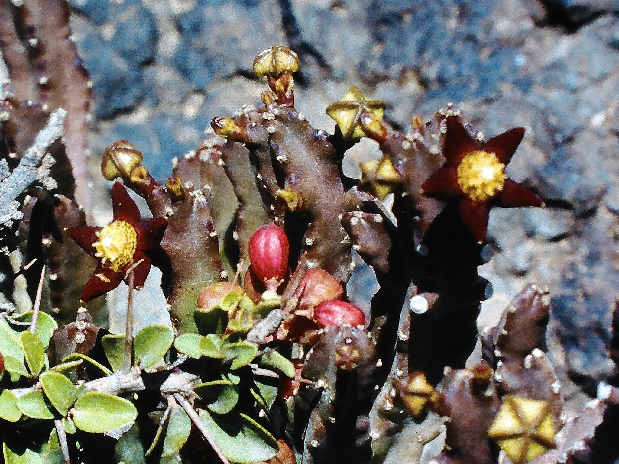 Monolluma cicatricosa (Deflers) Plowes 3
