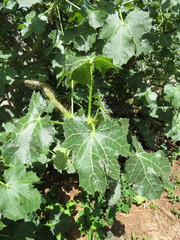 Cnidoscolus rostratus