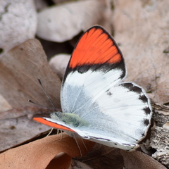 Colotis annae annae