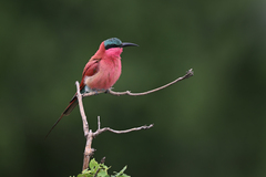 Southern Carmine Bee-Eater photo 2