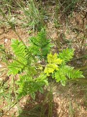 Jacaranda caroba