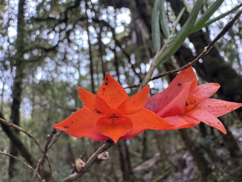 Dendrobium habbemense P.Royen 2