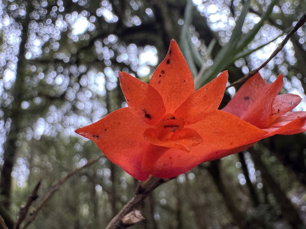Dendrobium habbemense P.Royen 3