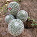 Mammillaria supertexta - Photo (c) Leticia Soriano Flores, some rights reserved (CC BY-NC), uploaded by Leticia Soriano Flores