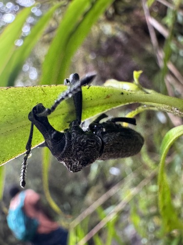 Gymnopholus observed 2026-01-17