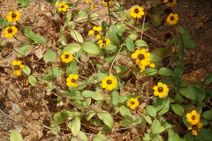 Zinniinae