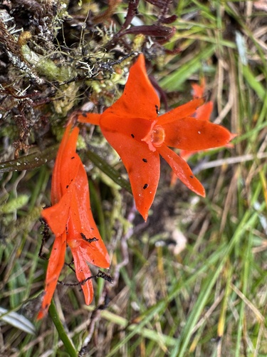 Dendrobium dekockii observed 2026-01-17