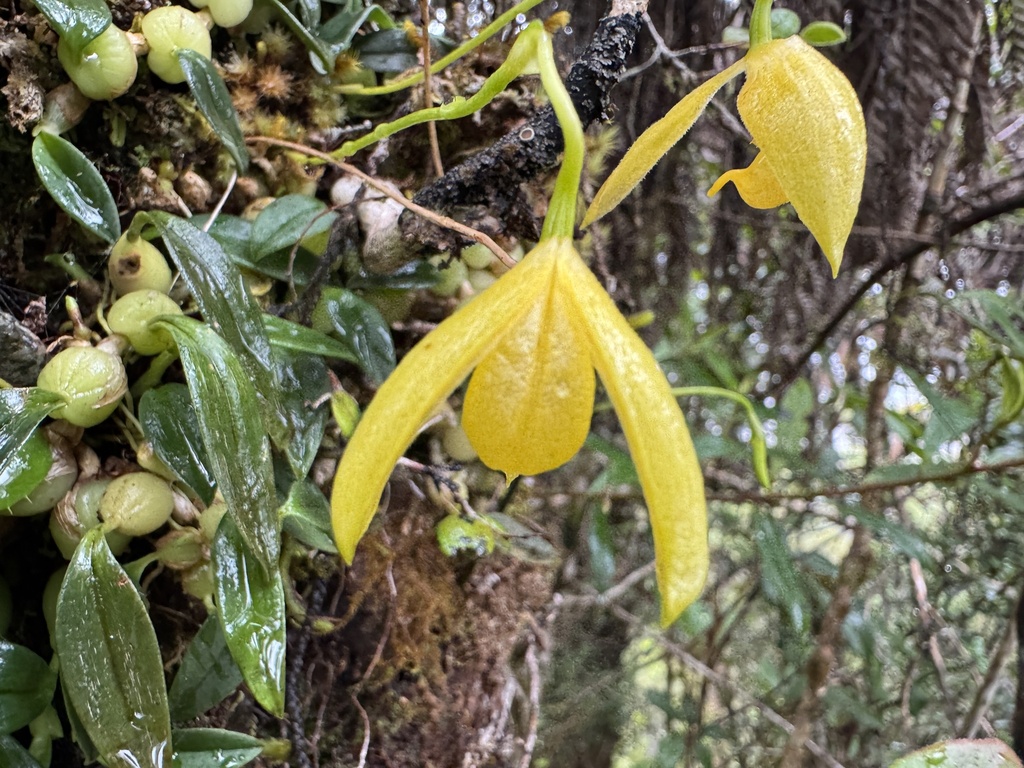 Bulbophyllum cyatheicola
