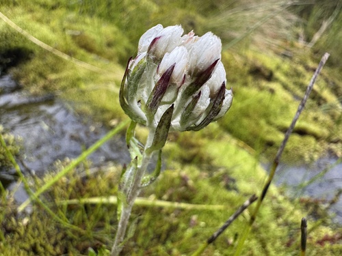 Anaphalioides mariae observed 2026-01-17