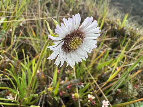 Keysseria radicans observed 2026-01-17
