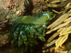 Sacoproteus smaragdinus
