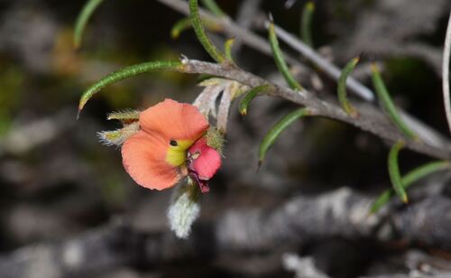 Needle-leaved Chorizema (Chorizema aciculare)