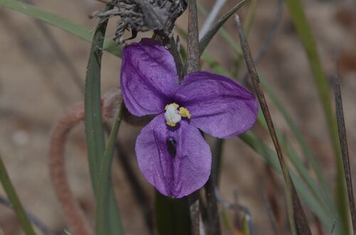 Woolly Patersonia (Patersonia lanata)