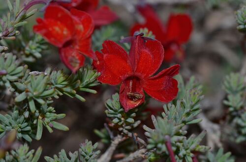 red leschenaultia (Leschenaultia formosa)