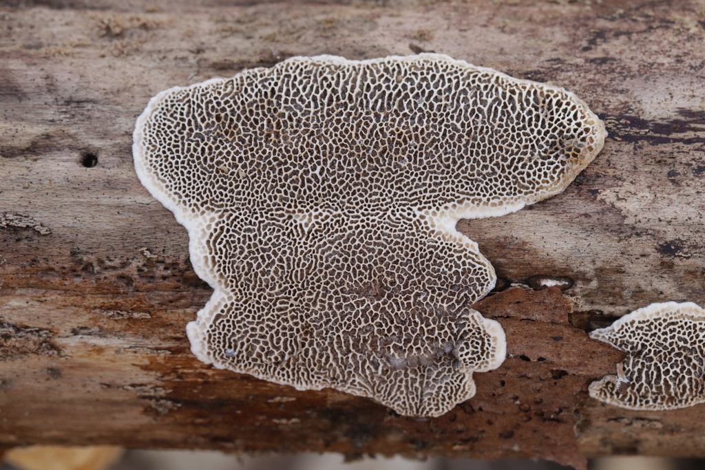 Datronia mollis · February 2026 · photo: © bjoerns (iNaturalist, cc-by)
