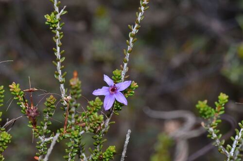 Posy Starflower (Calytrix leschenaultii)