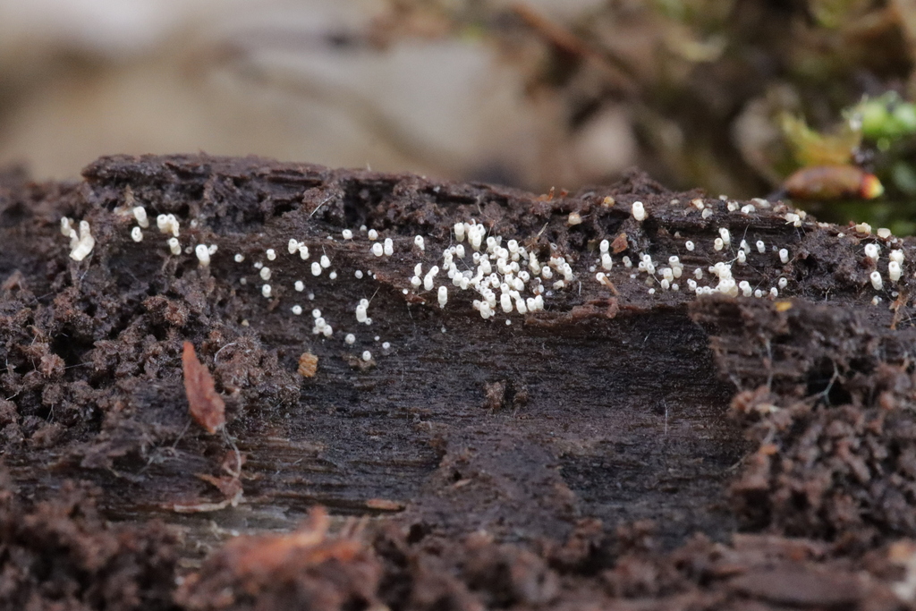 Henningsomyces candidus · February 2026 · photo: © bjoerns (iNaturalist, cc-by)